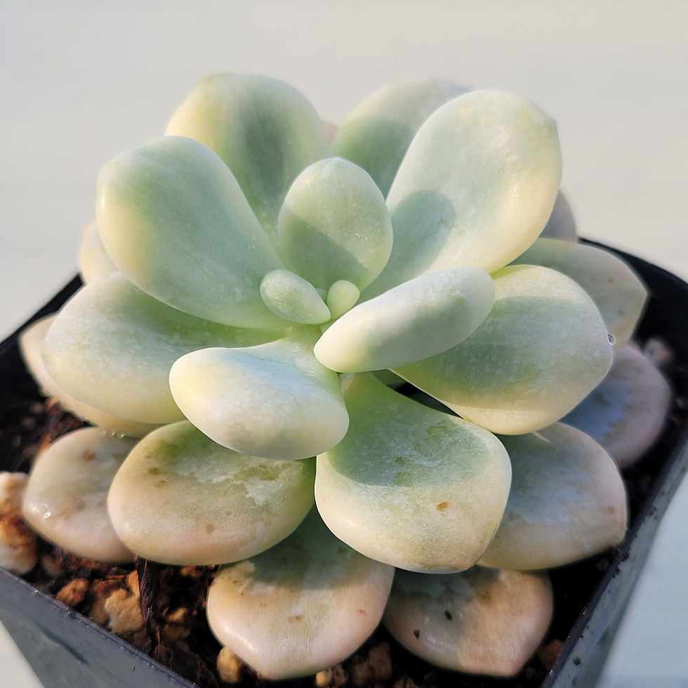 Thumbnail: Echeveria Lala variegated 