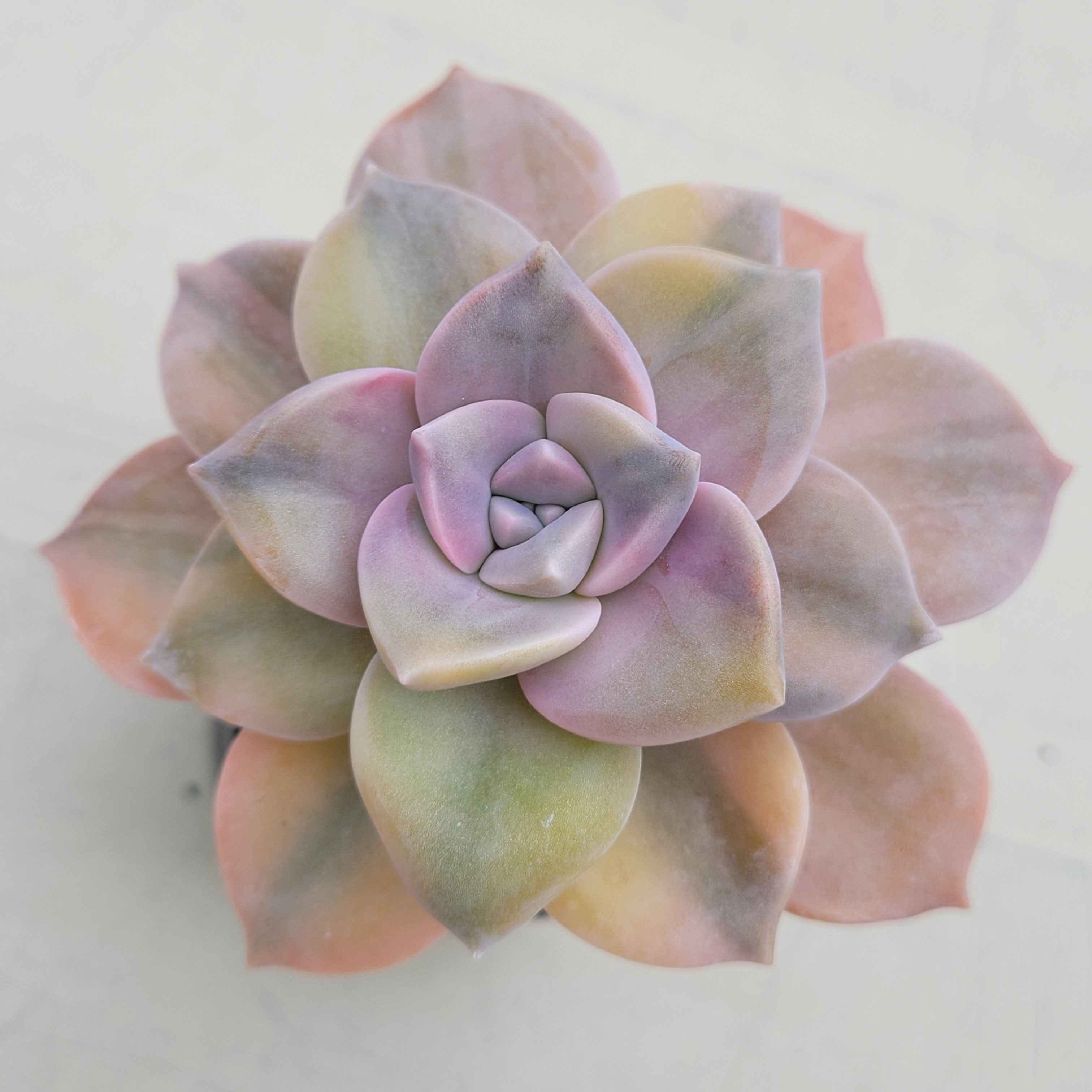 Graptopetalum Purple Delight variegated 