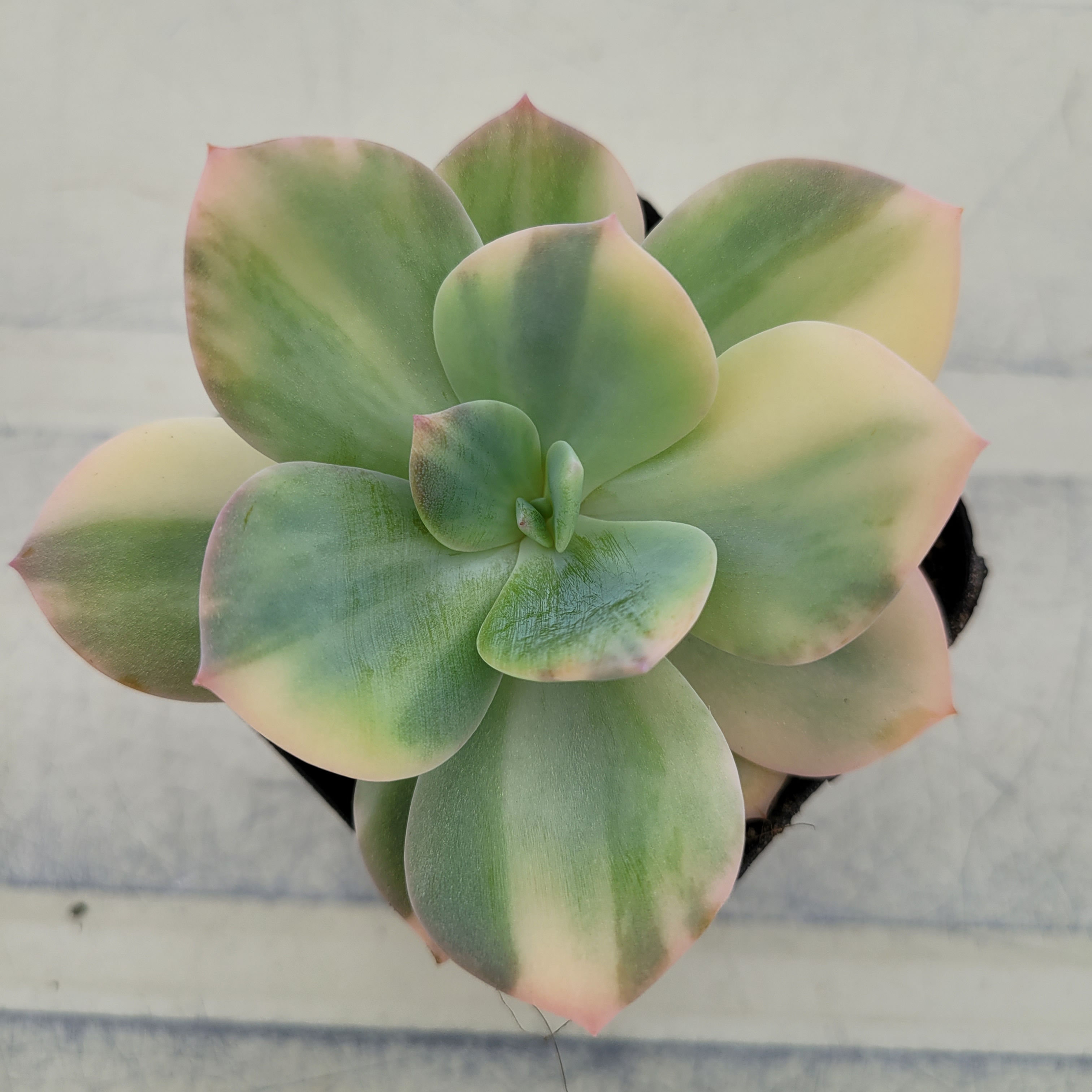 Echeveria cv HAKUBOTAN variegated 