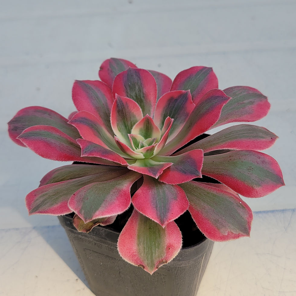 Thumbnail: Aeonium sp variegated 