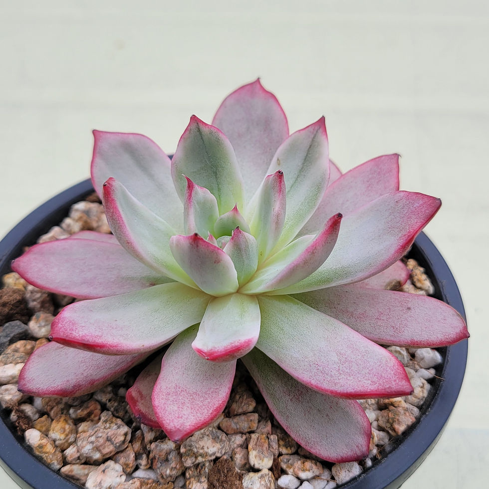 Thumbnail: Echeveria Uranus variegated 