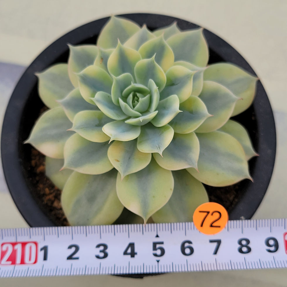 Thumbnail: Echeveria Bluete variegated 
