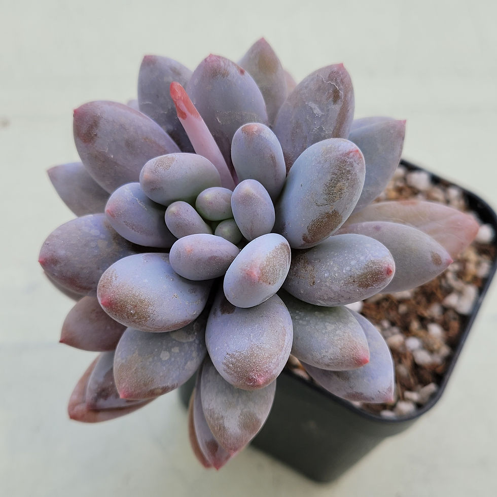 Thumbnail: Pachyphytum Racoon Venus 