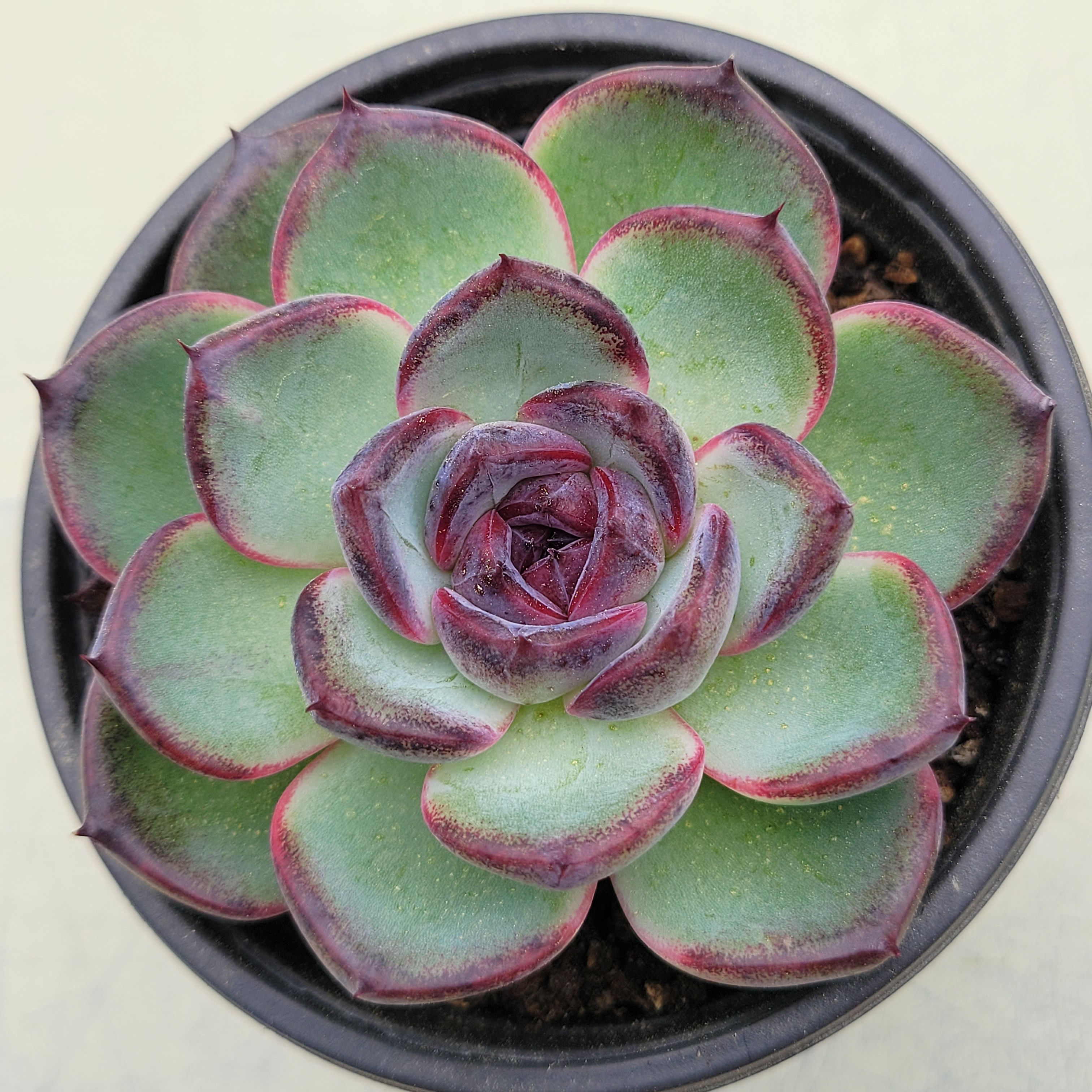 Echeveria Black Tan 