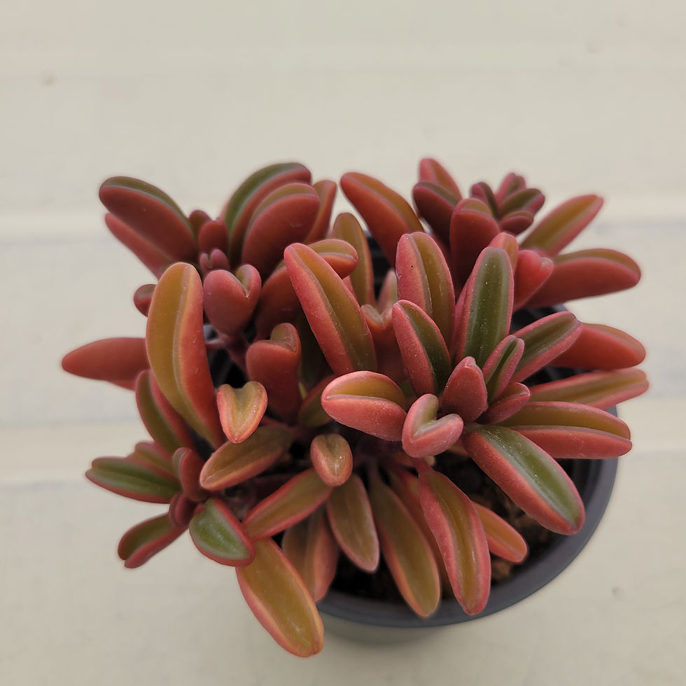 Thumbnail: Peperomia Graveolense Red 