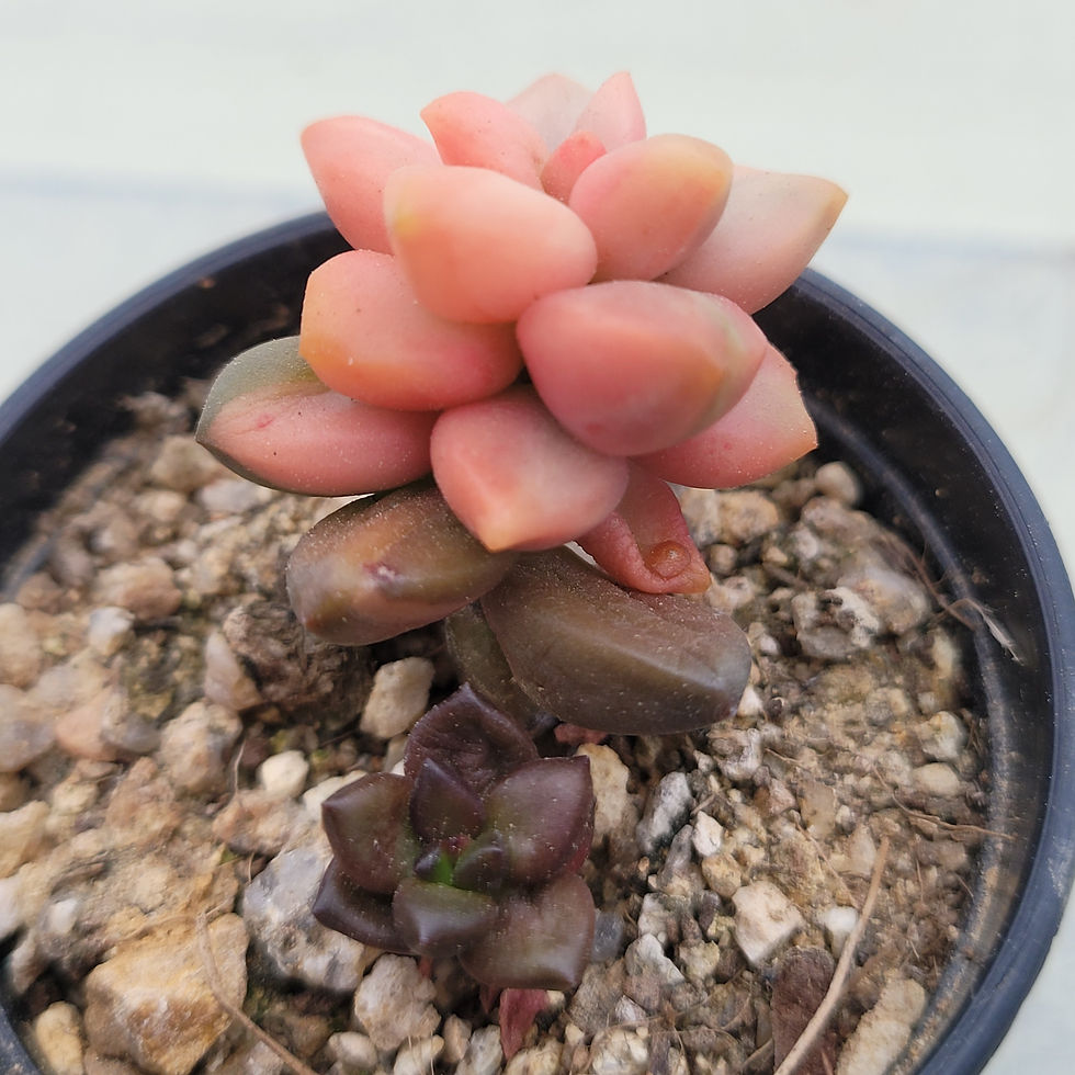 Thumbnail: Pachyphytum Pink Valentine variegated 