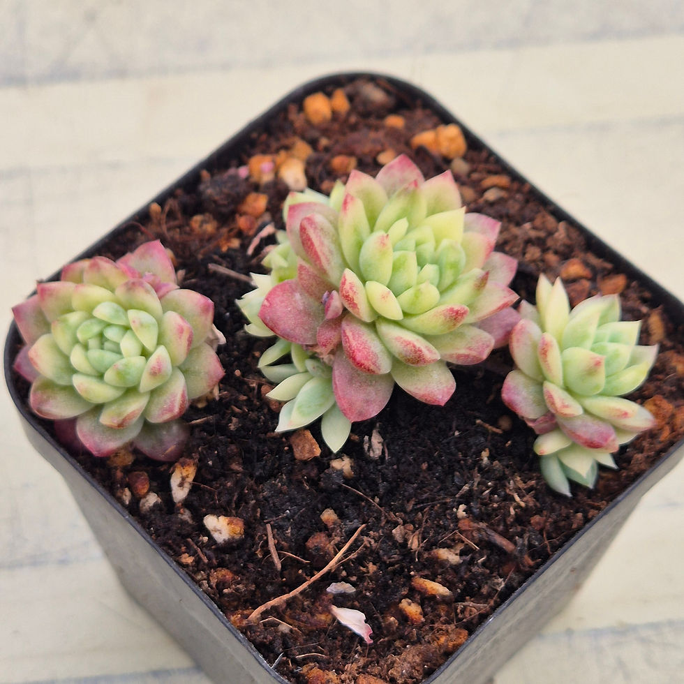 Thumbnail: Echeveria Macdougallii variegated 