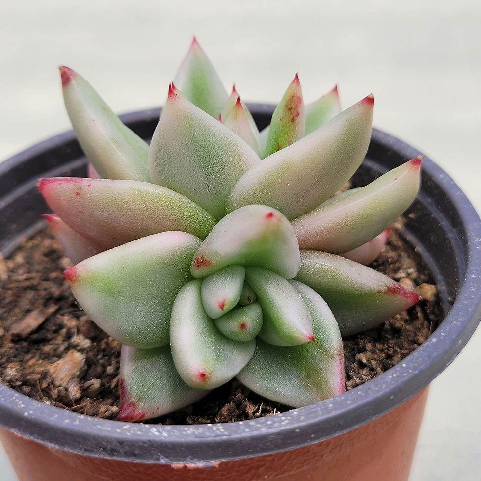 Thumbnail: Echeveria Elkhorn variegated 