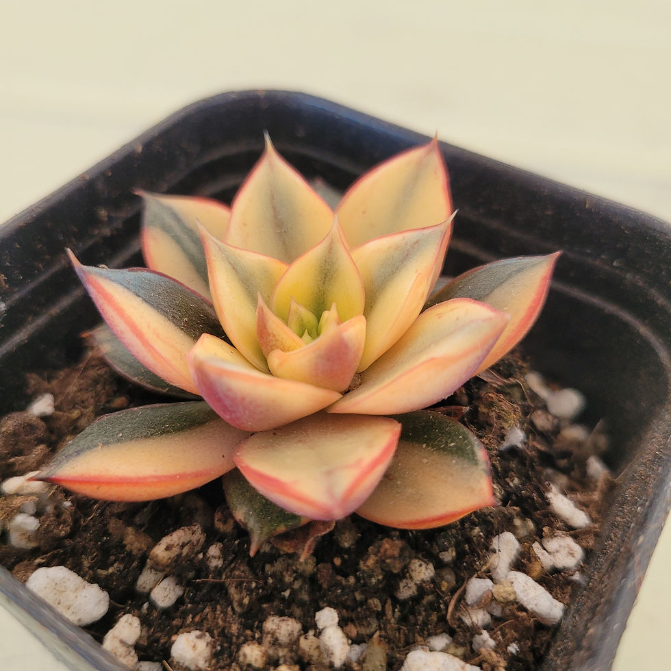 Thumbnail: Echeveria Monocerotis variegated 