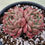Thumbnail: Echeveria Zaniolo 