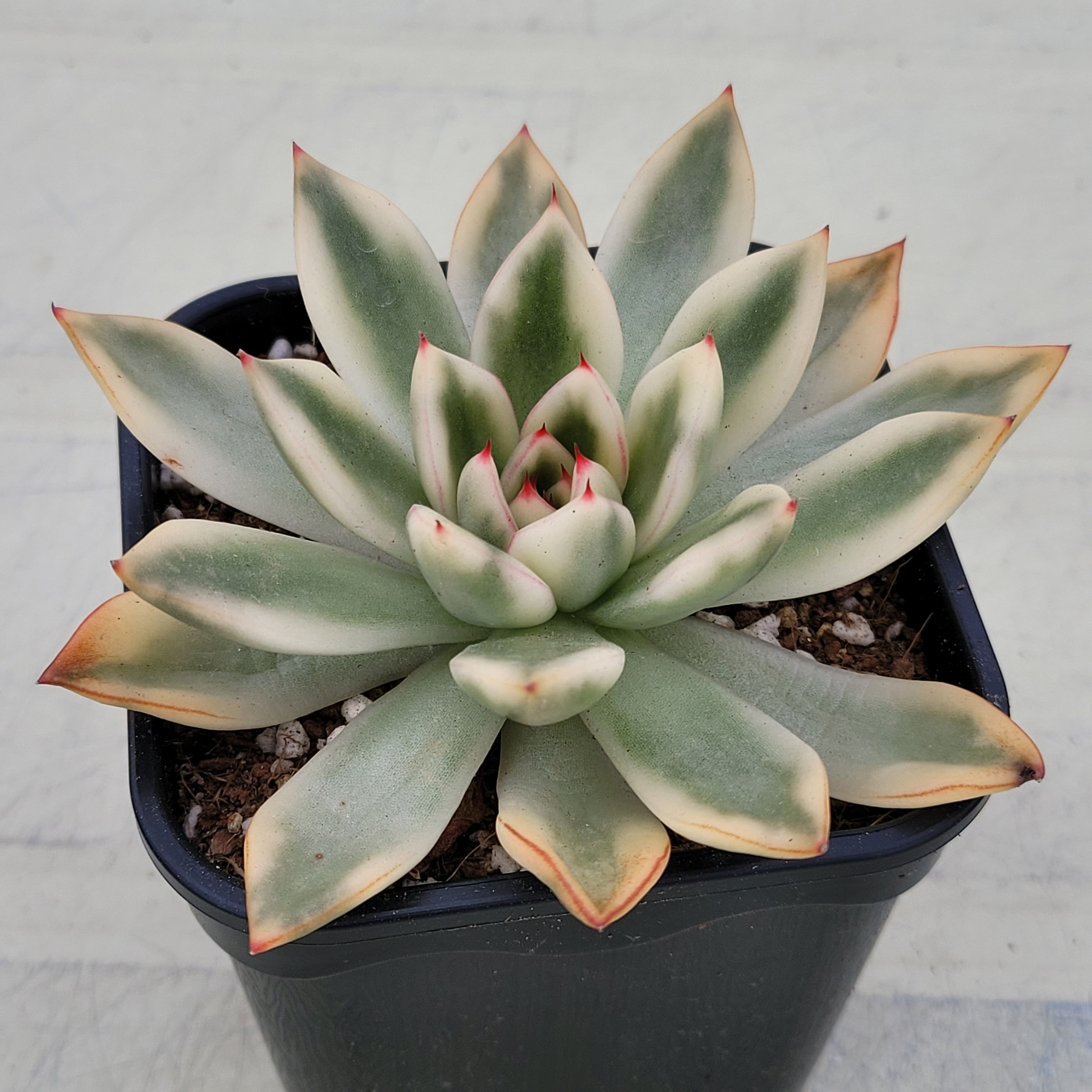 Echeveria Galaxy variegated 
