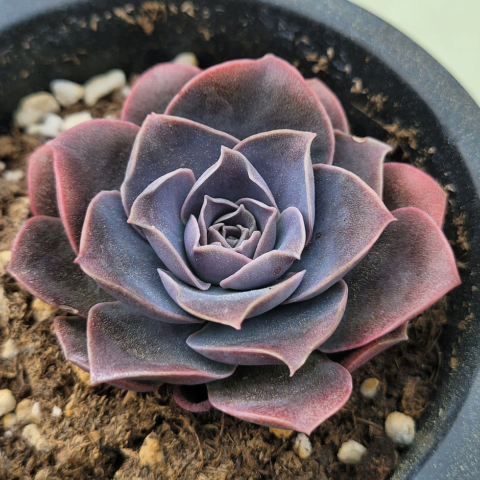 Thumbnail: Echeveria Yuritsemis 