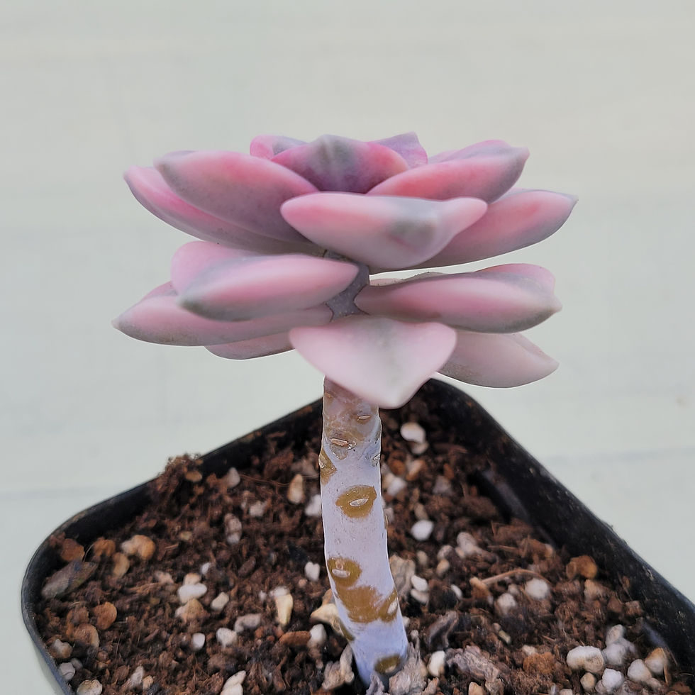 Thumbnail: Graptopetalum Purple Delight variegated 