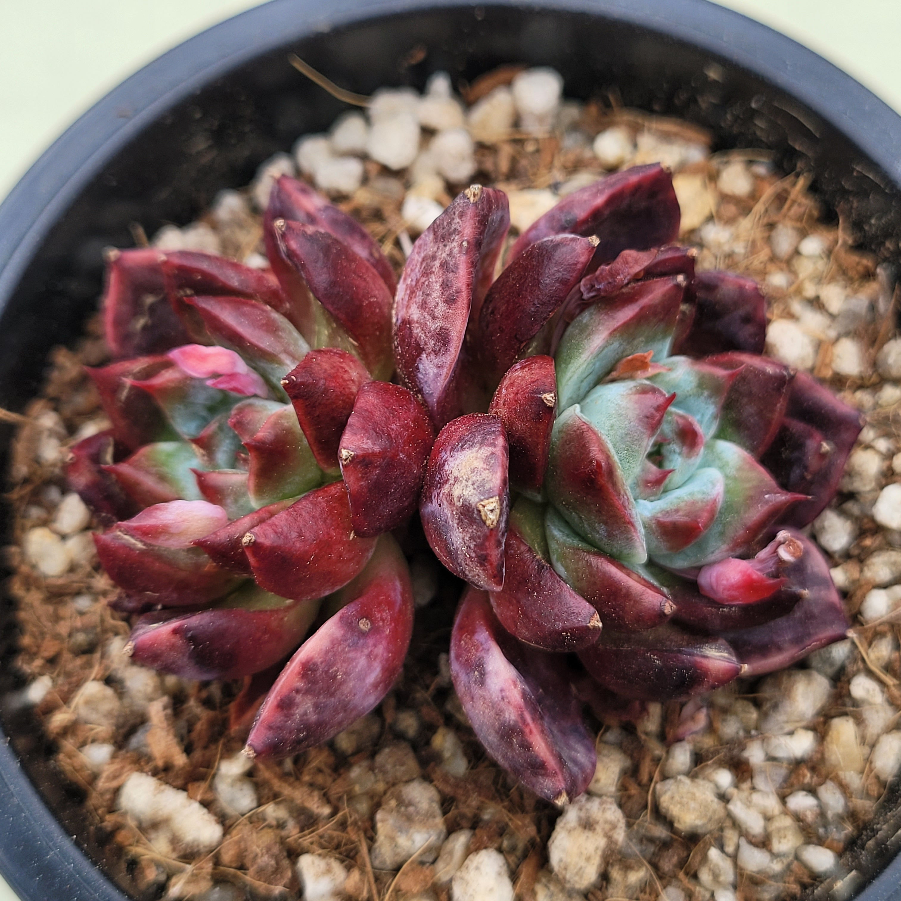 Echeveria Dark Perfume 