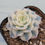 Thumbnail: Echeveria Glauca variegated 