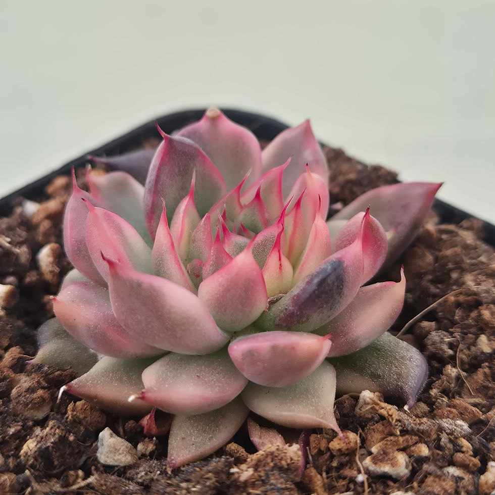 Thumbnail: Echeveria Red Sandwich variegated 