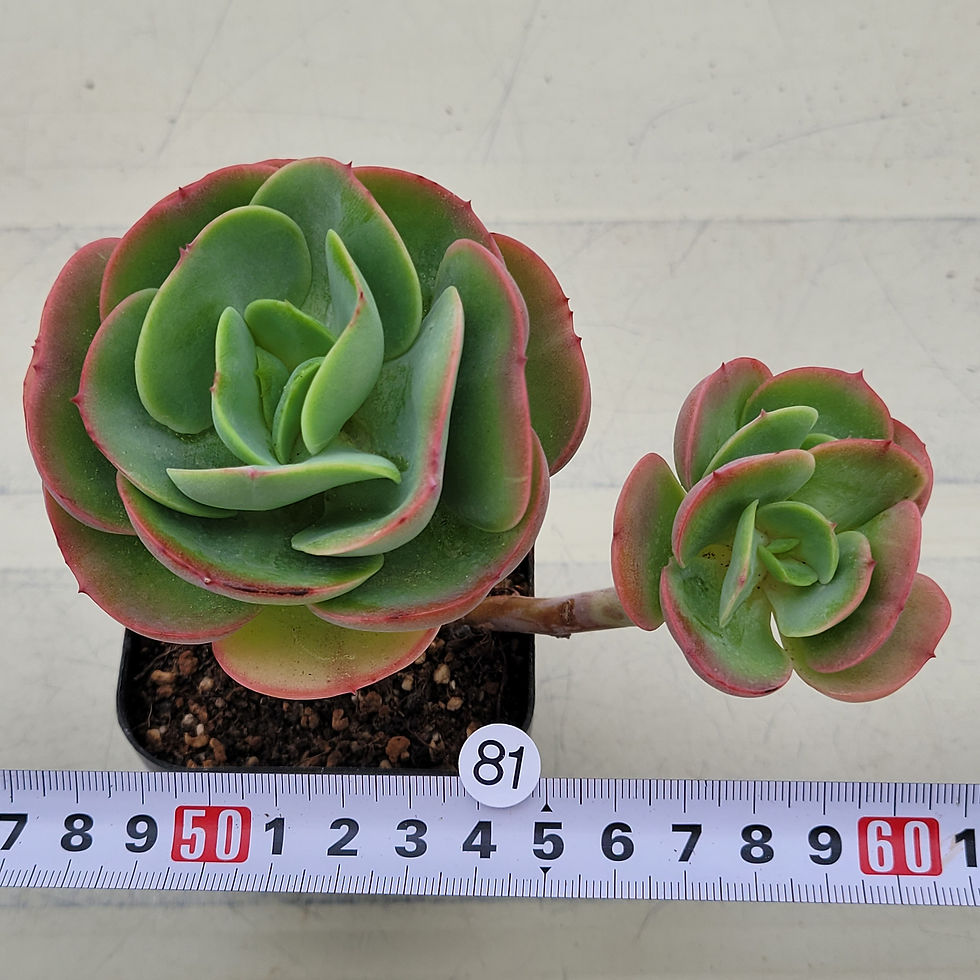 Thumbnail: Echeveria Peach Pride 