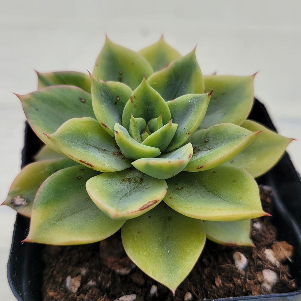 Thumbnail: Echeveria Ice Pinky variegated 