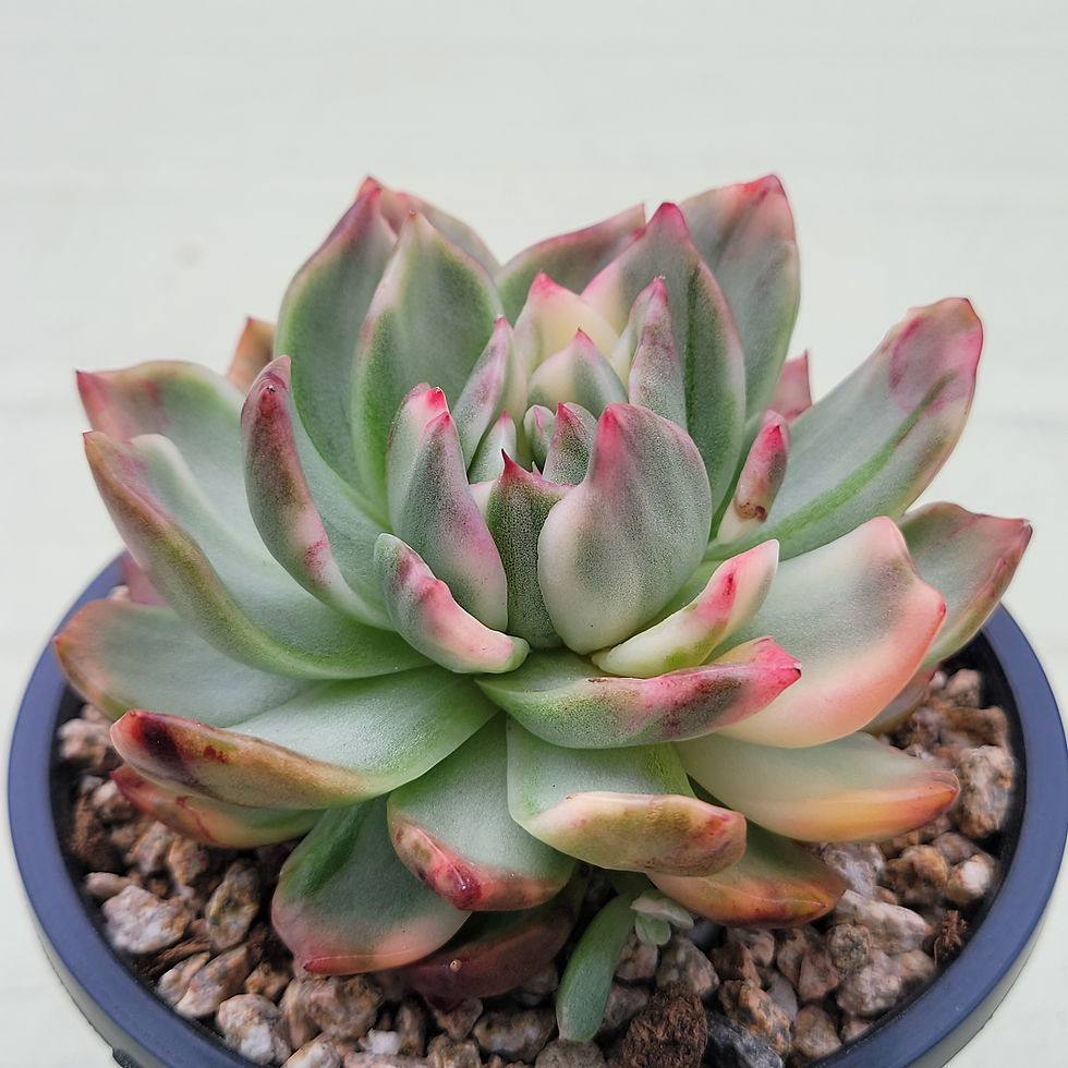 Thumbnail: Echeveria Crimson Lilac variegated 