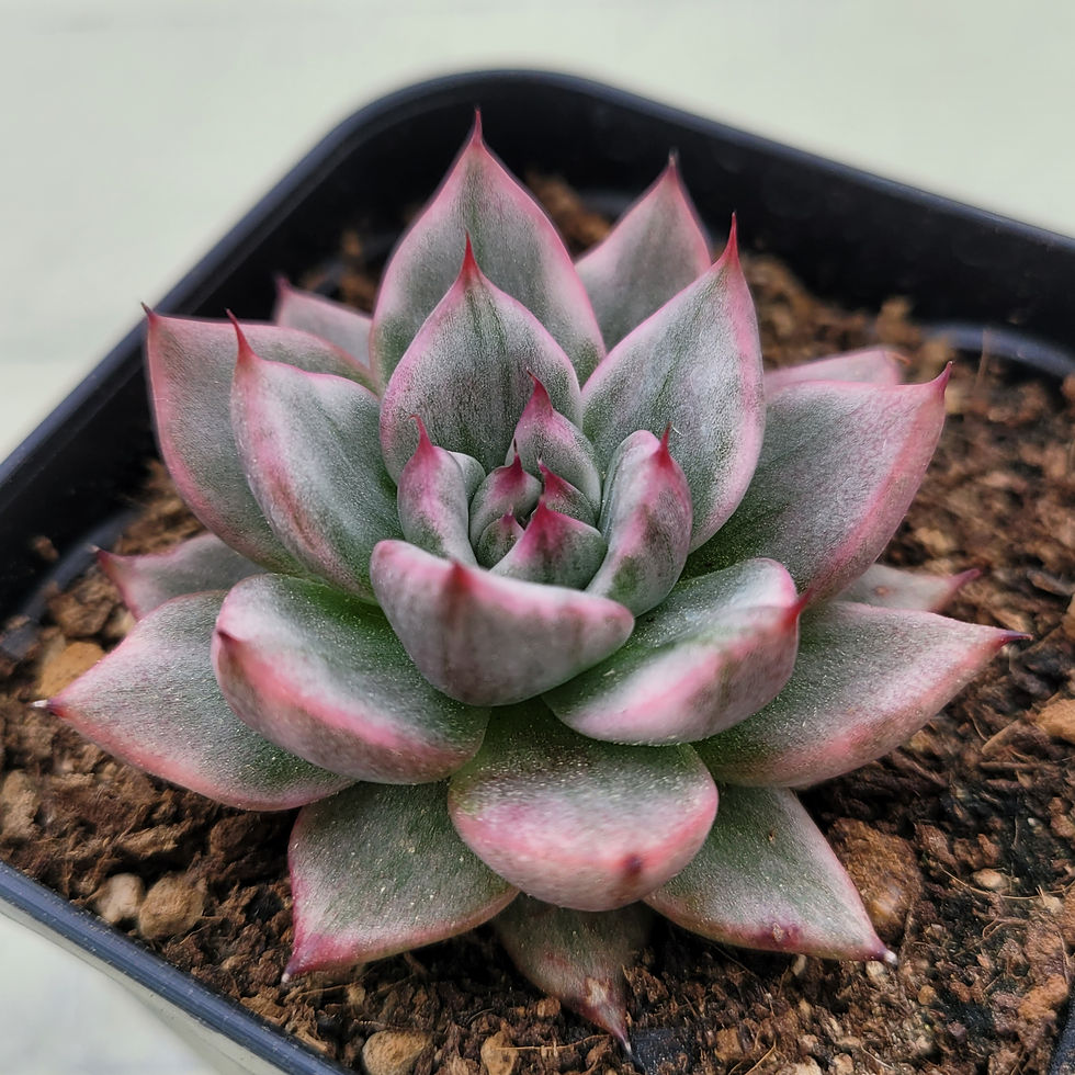 Thumbnail: Echeveria Wise Maria variegated 