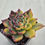 Thumbnail: Echeveria Fire Pillar variegated 