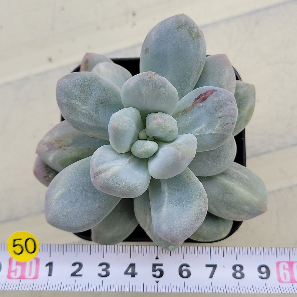 Thumbnail: Pachyphytum Frevel monster variegated