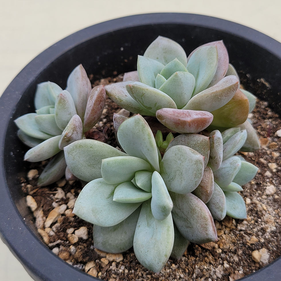 Thumbnail: Echeveria German Champagne 