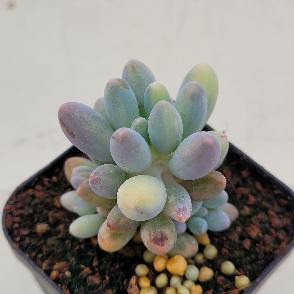 Thumbnail: Pachyphytum Machucae baby finger variegated 