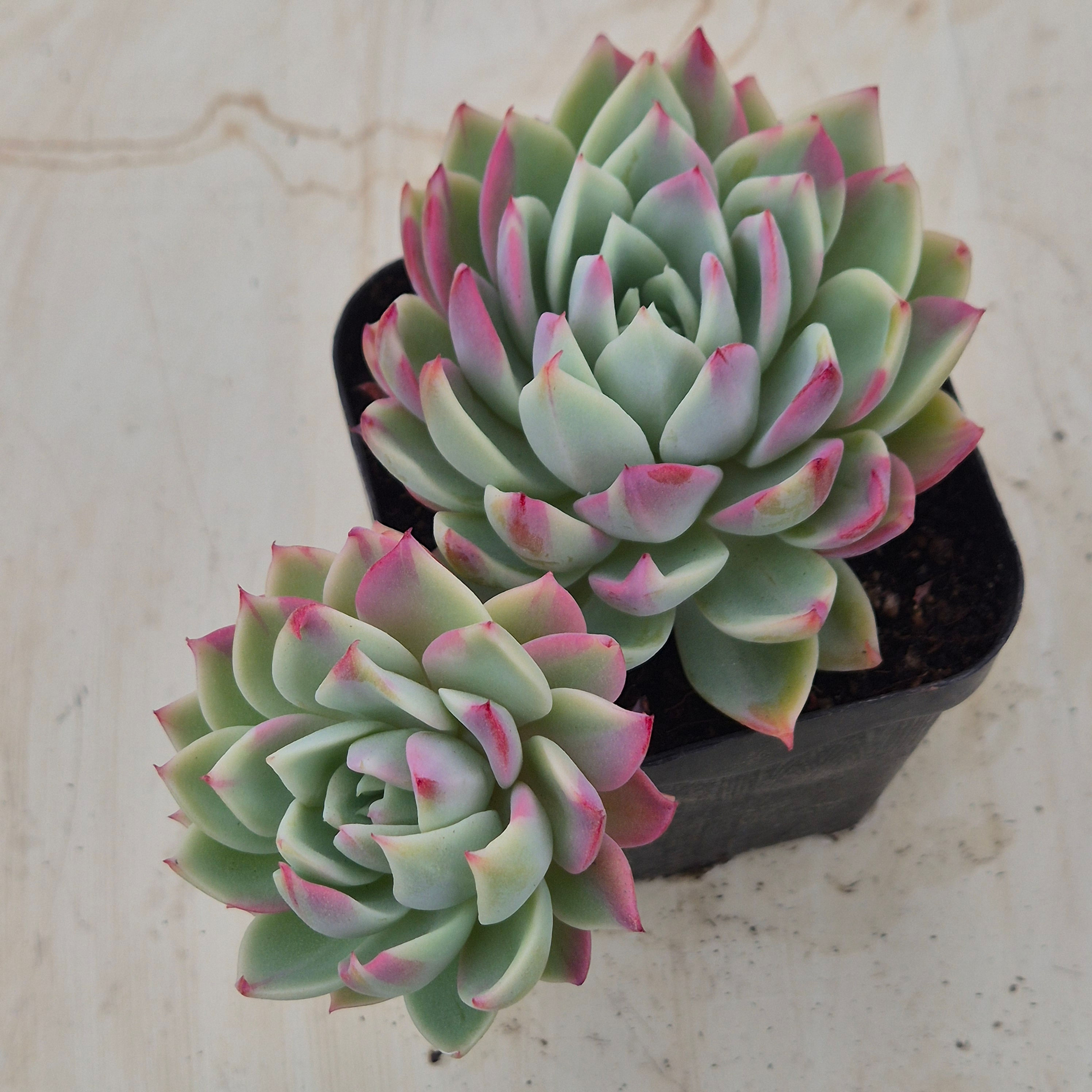 Echeveria Lavender Rhapsody variegated
