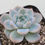 Thumbnail: Echeveria Glassy 