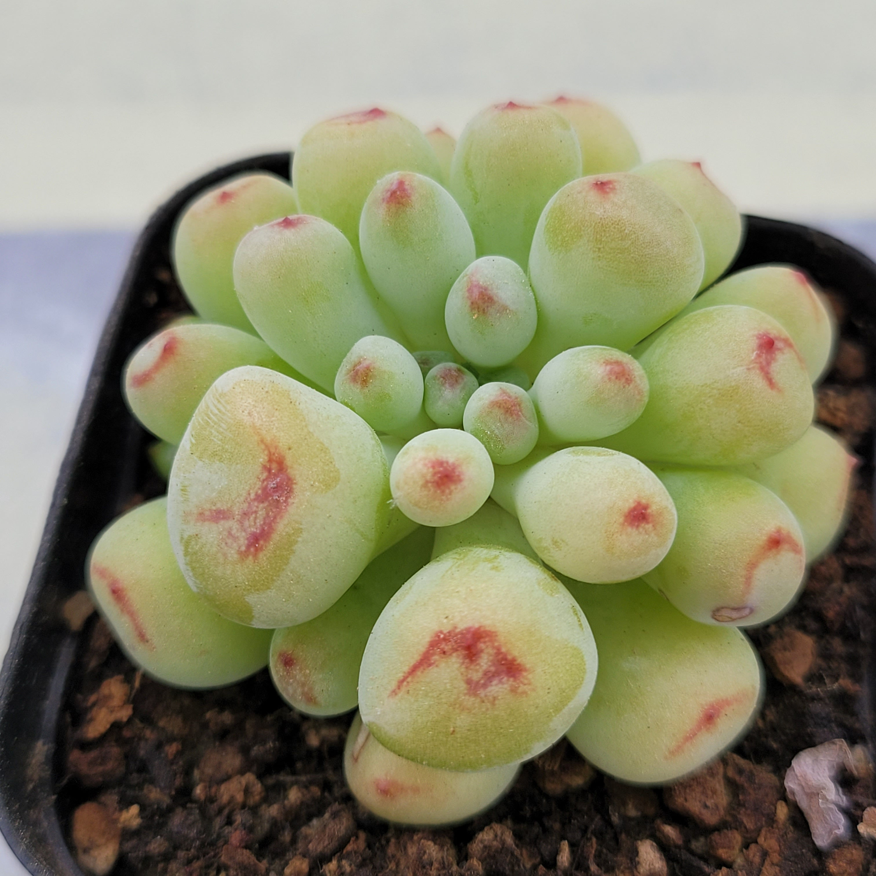 Echeveria Heart Ball 