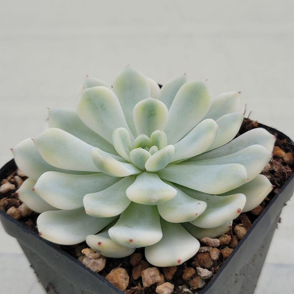 Thumbnail: Echeveria Beyant variegated 