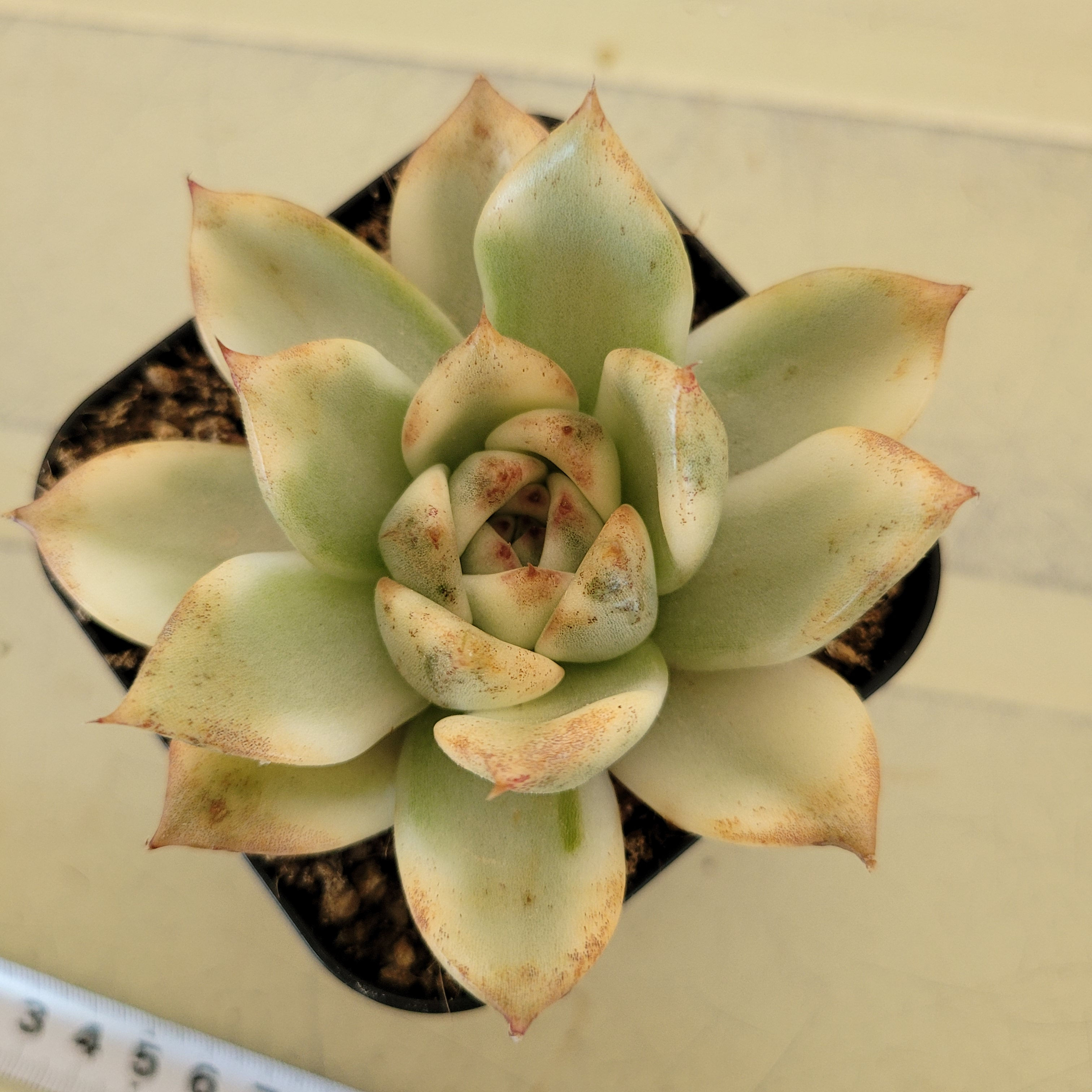 Echeveria Agavoides Black Rose variegated 