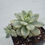Thumbnail: Sedum Alice Evans variegated 