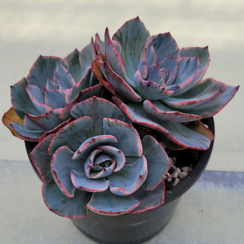 Thumbnail: Echeveria Amista variegated cluster 