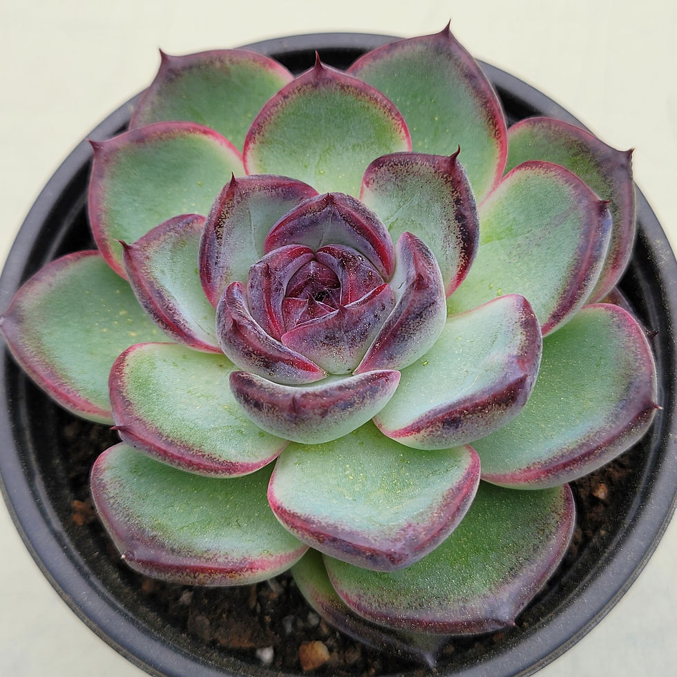 Thumbnail: Echeveria Black Tan 
