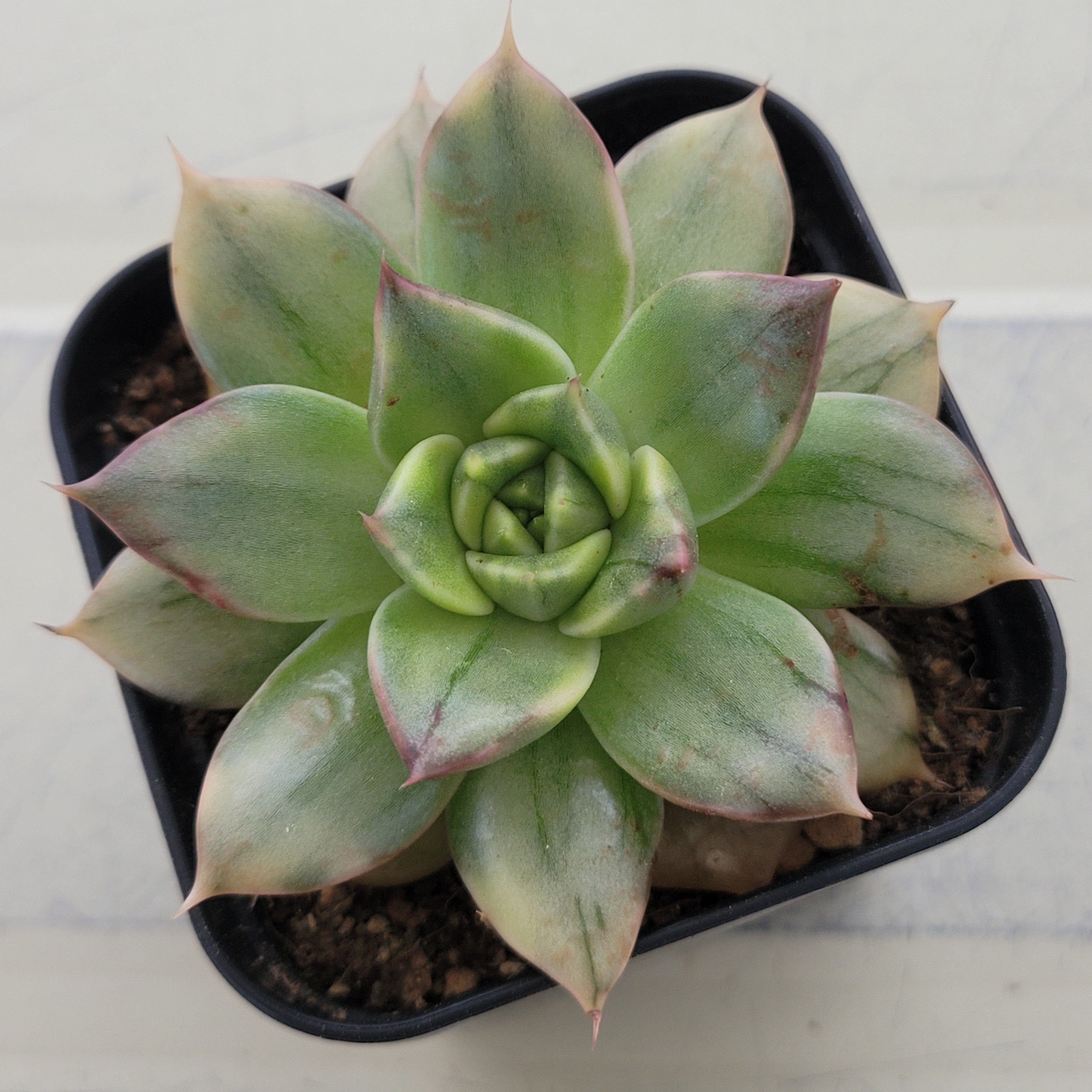 Echeveria Milk Leopard variegated 