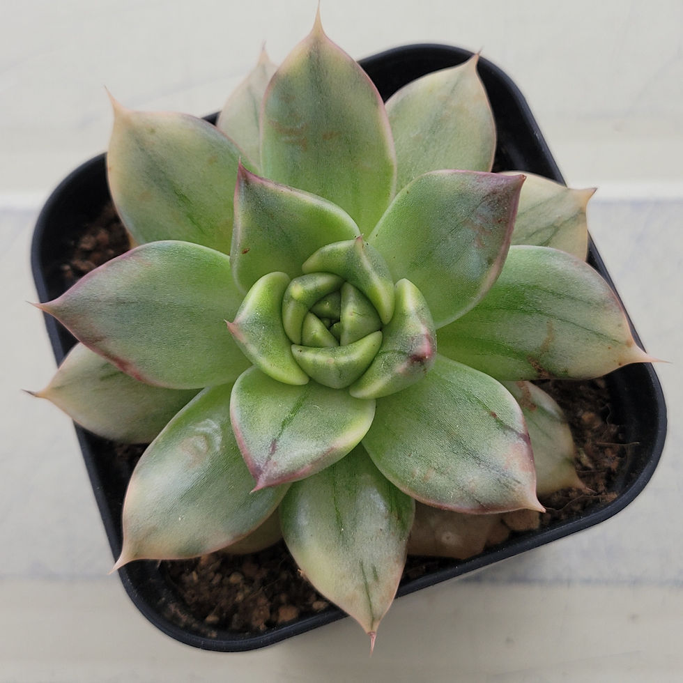 Thumbnail: Echeveria Milk Leopard variegated 