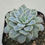 Thumbnail: Echeveria Jelly angel 