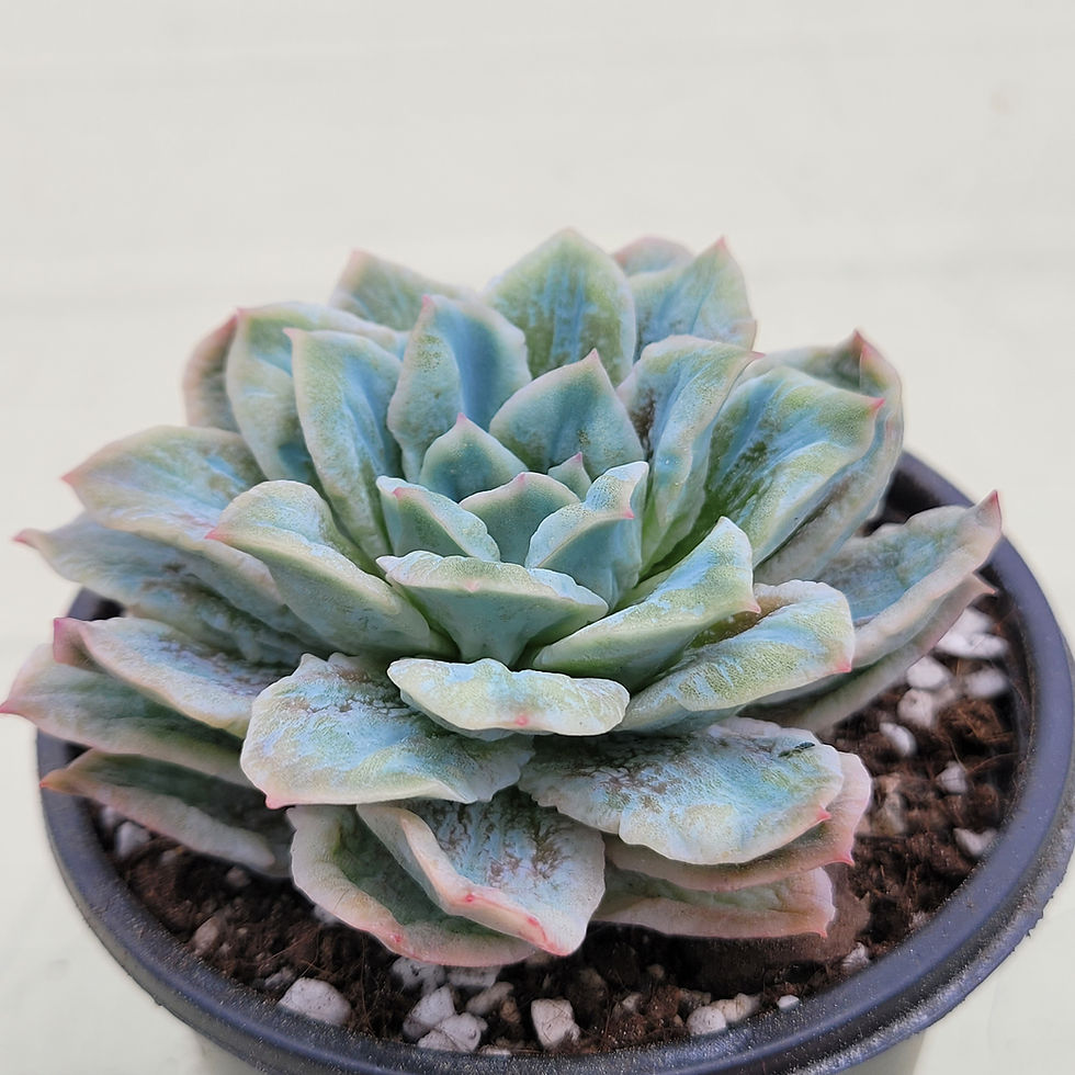 Thumbnail: Echeveria Bubble Rose variegated 