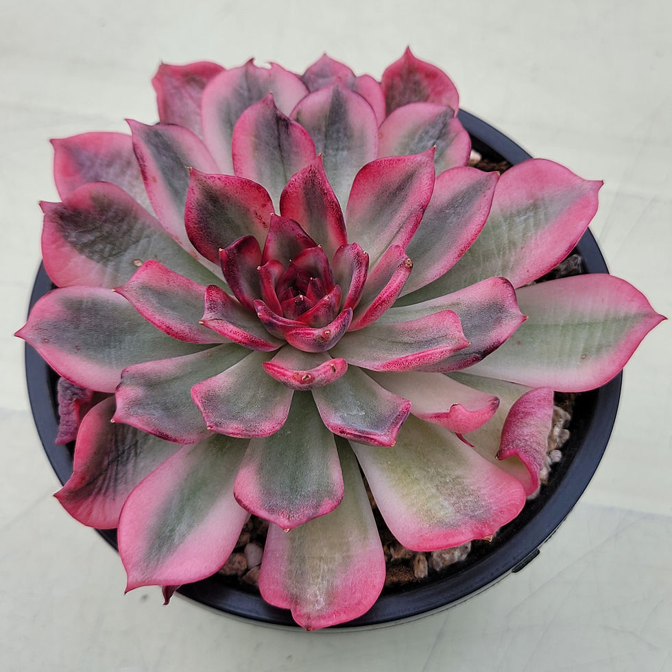 Thumbnail: Echeveria Midnight Love variegated 