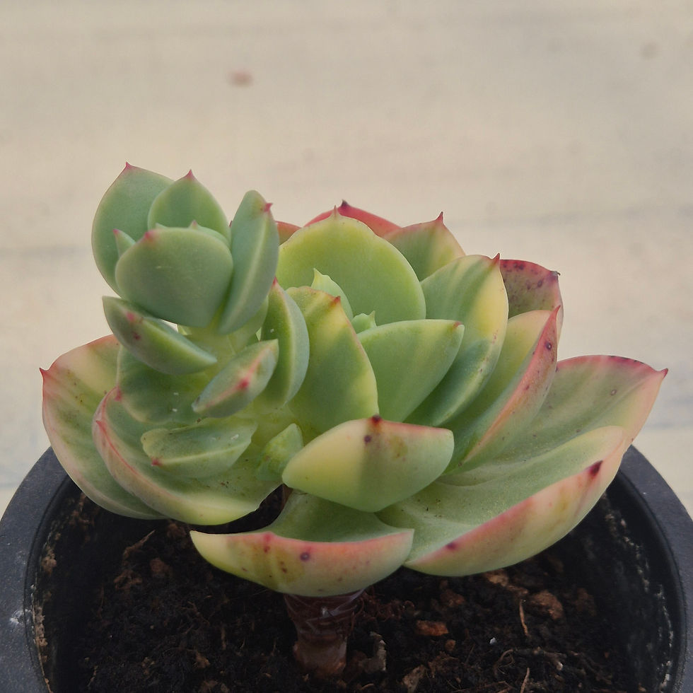 Thumbnail: Echeveria Peach Pride variegated 