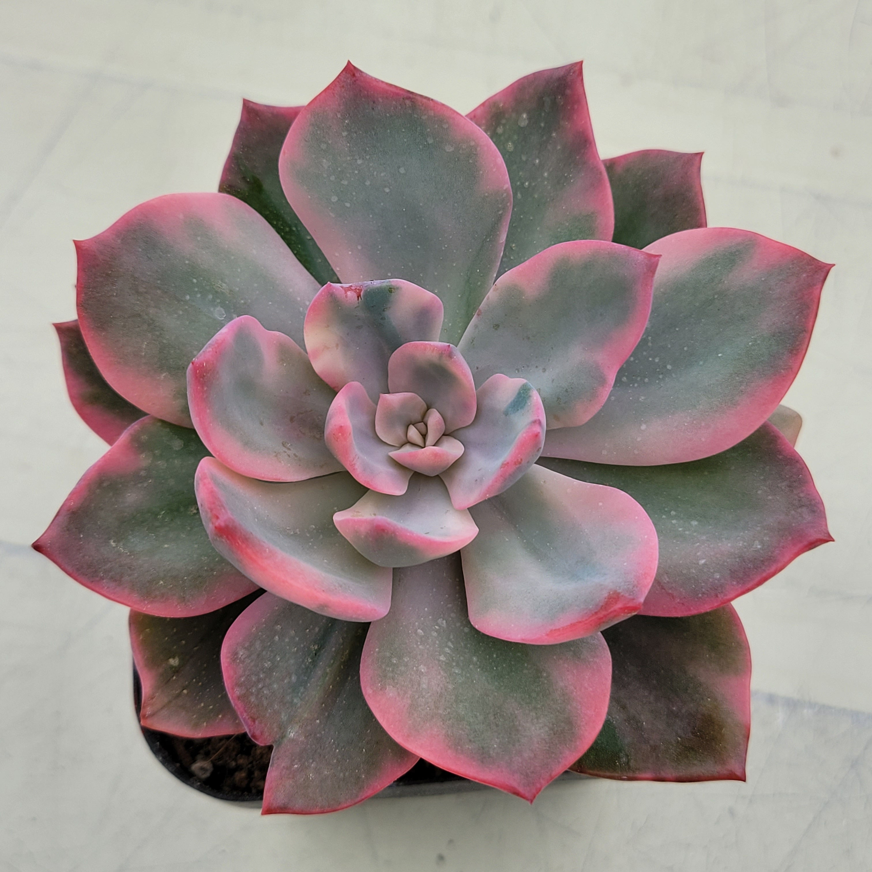 Echeveria Pink Harin variegated 