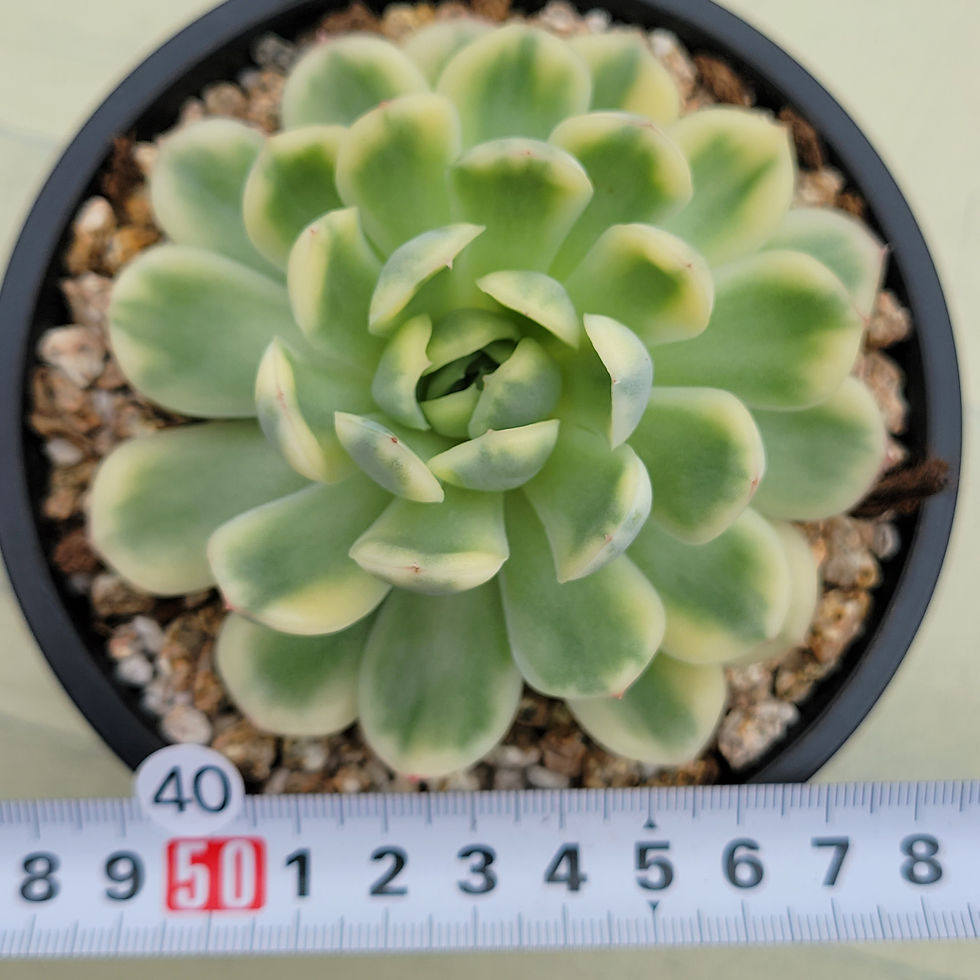 Thumbnail: Echeveria Strawberry Kid variegated 