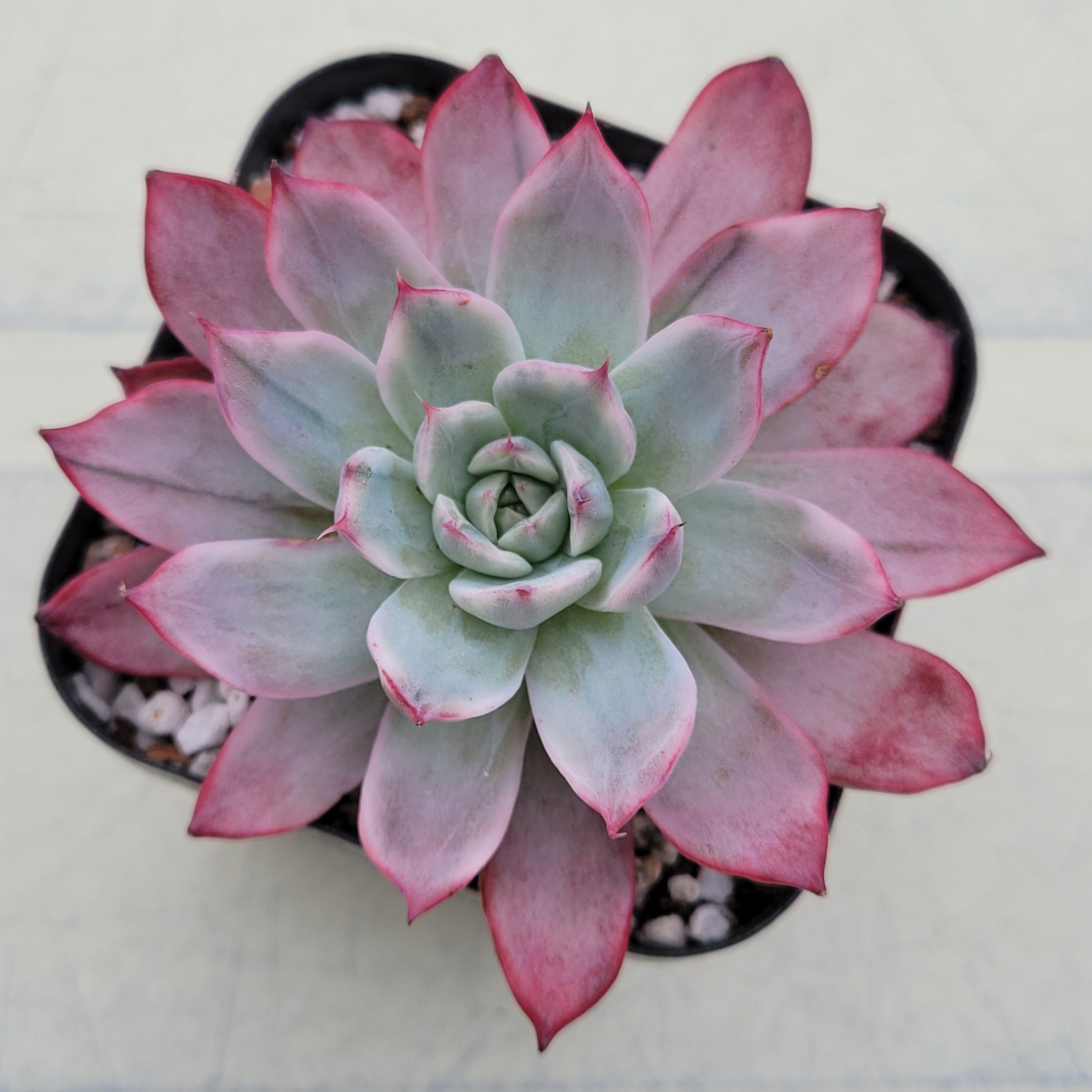 Echeveria Uranus variegated 