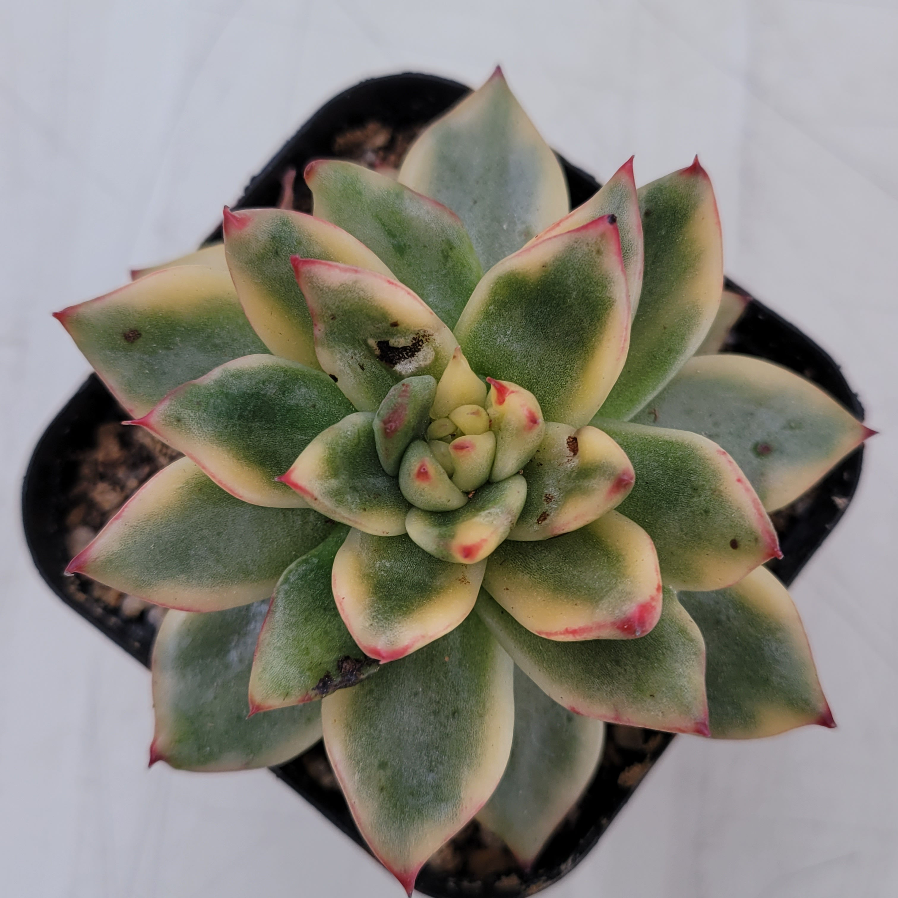 Echeveria Agavoides Gohonjin variegated 
