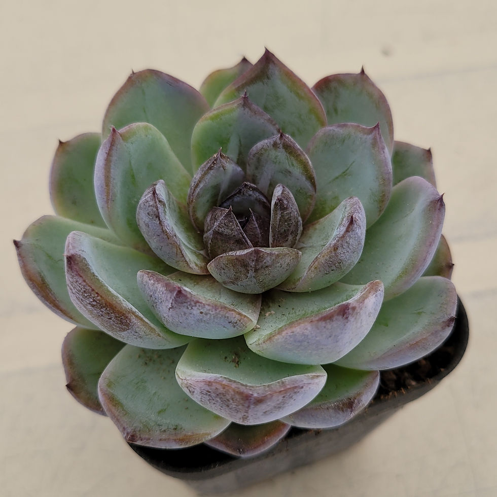 Thumbnail: Echeveria Dark Opal 