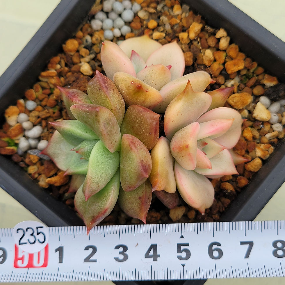 Thumbnail: Echeveria Chimera variegated cluster 