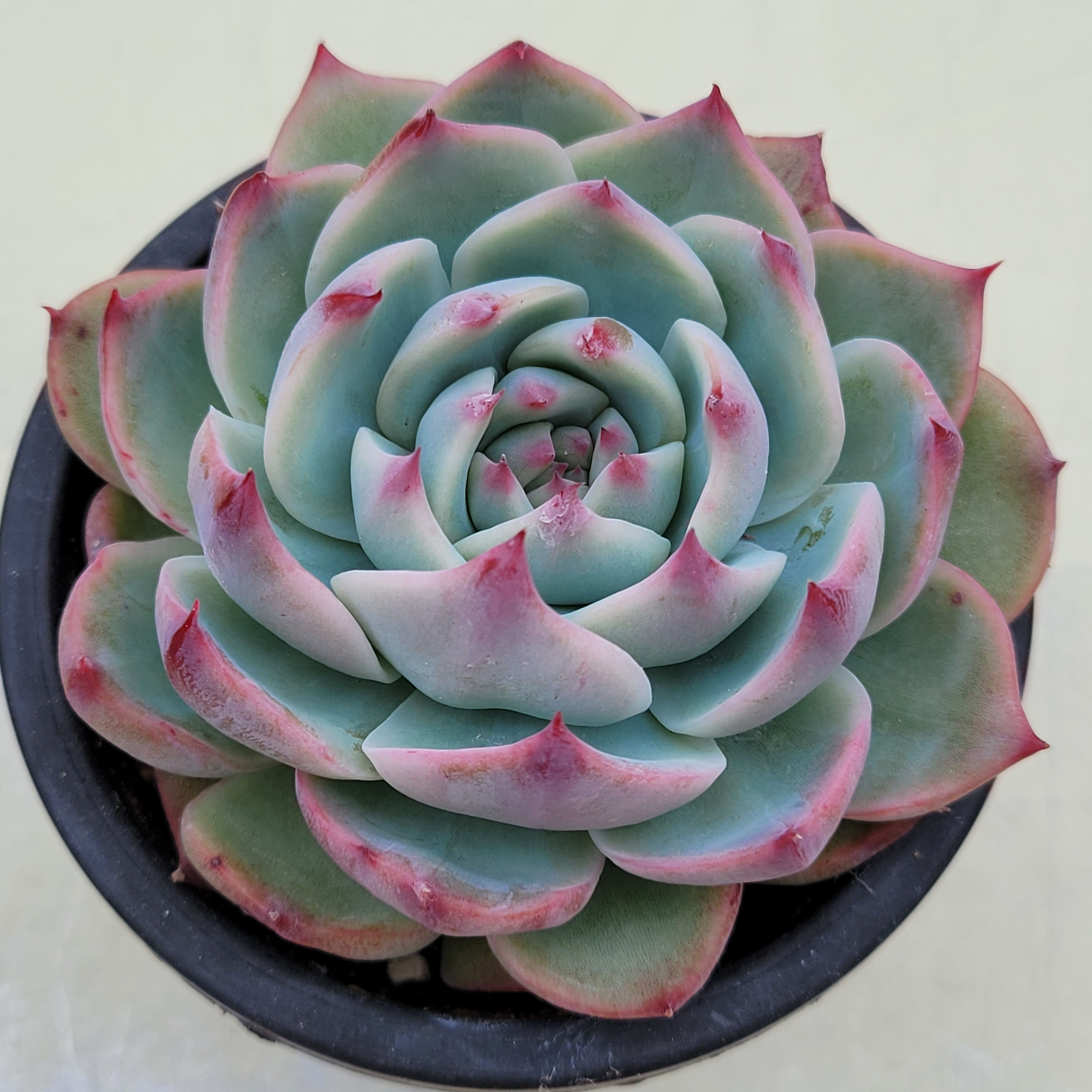 Echeveria Ruby Brush variegated 