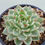 Thumbnail: Echeveria Black Line variegated 
